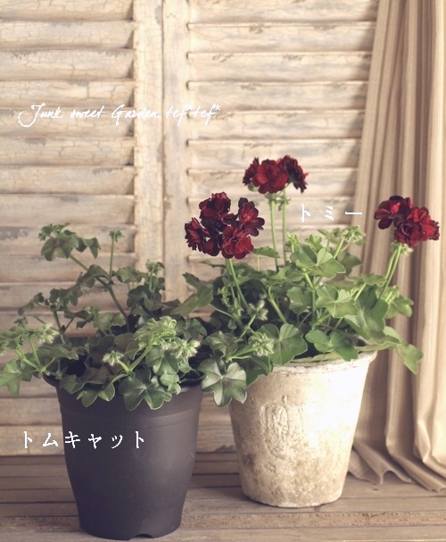 薔薇咲きアイビーゼラニウム 『トミー』 | すべての商品 | | Junk