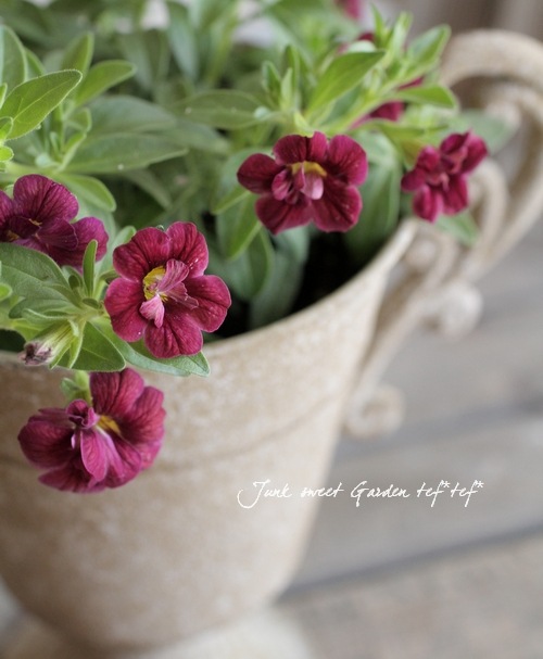 Calibrachoa sp.<BR><BR>八重咲き！カリブラコア<BR>スーパーベル<BR