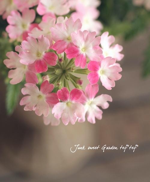 <i>Verbena spp. </i><BR><BR>���ܷϥС��٥ʡ���ʥ�<BR>�إĥ���������