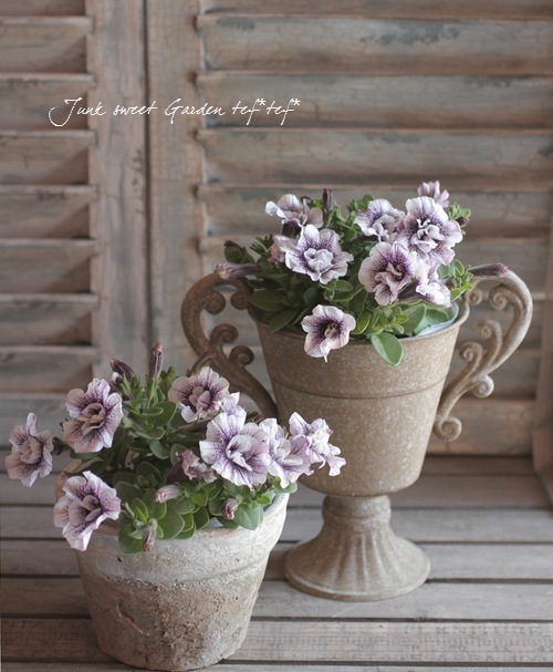 小輪八重ペチュニア VIVINI 『ダブルホワイトベイン』 | すべての商品