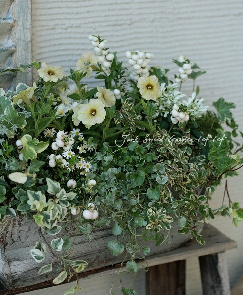 <i>Petunia x hybrida</i><BR><BR>īҥޥ󡦥ڥ˥<BR>إѥ