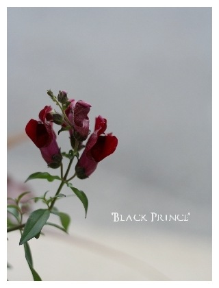 <i>Antirrhinum majus nanum<BR>'Bronze doragon'</i><BR><BR>���ե��󥮥祽��<BR>�إ֥�å��ץ�󥹡�<BR>�������磻���åɿ�