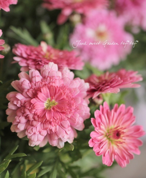 Argyranthemum frutescens<BR><BR>�ޡ�����åȡ����ޡ�����<BR>�إǥ����ץ�������