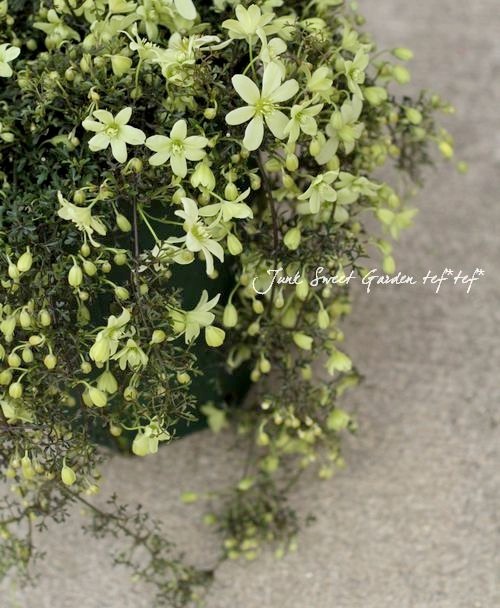 フォステリー系クレマチス ペトリエイ すべての商品 Junk Sweet Garden Tef Tef