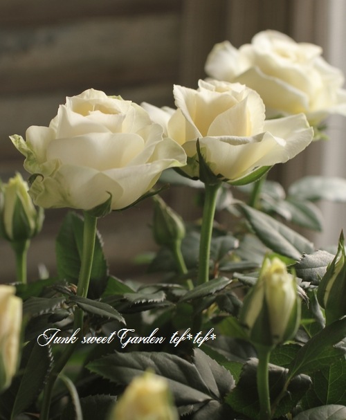 �ߥ˥Х顡�إѡ��륳����ʡ�