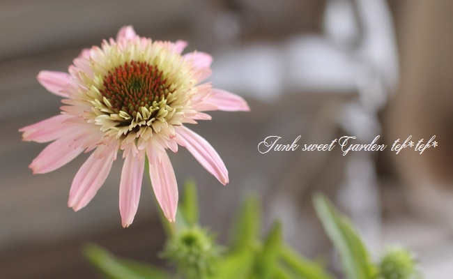 Sk ABYSS TAENIA タエニア ピンク Sk ABYSS TAENIA タエニア ピンク abyss TAENIA PINK ピンク