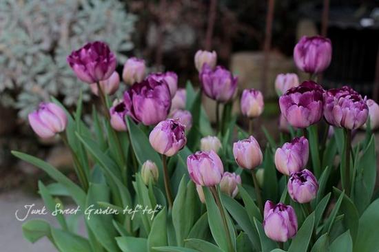 冷蔵チューリップ・約5球植え 大人色！八重咲き 『ブルーダイヤモンド