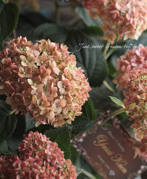 Hydrangea arborescens<BR> 'NCHAI'<BR>紫陽花アナベル<BR>『ピンク