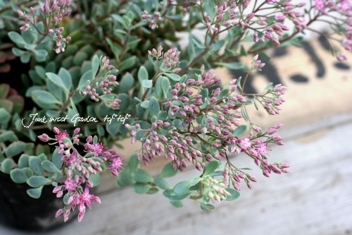 ¿ʪ ⤳⤳İإҥߥХ