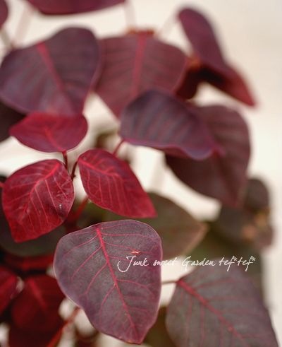 �桼�ե���ӥ����إ��祳�꡼�ա١��ݤߤΤ��������բ�