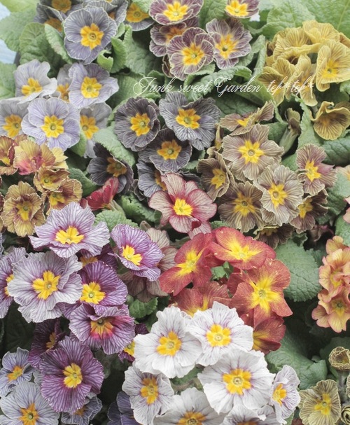 ץ顦ݥꥢ󥵡إǥХ󥰡ȥ饤ץMIX