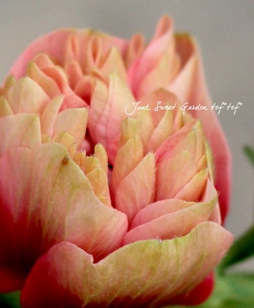 Ȭ�ź餭���ͥ�͡����ۡ��� -��ꥫ-�� MIX��