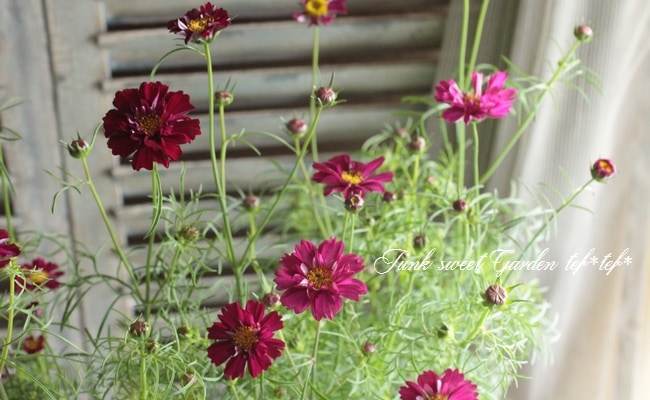 コスモスページです！ 頴娃町郡のコスモス | 観光スポット | 【公式】鹿児島県観光サイト