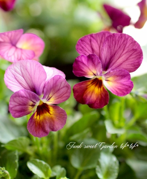 Viola　ビオラ 福田英明先生による楽器選定シリーズ！【39.8cmオールドジャーマン