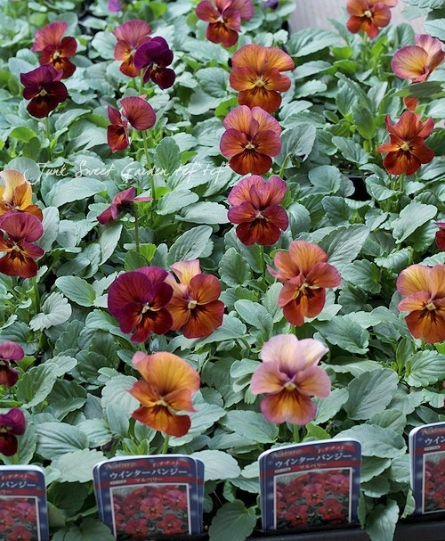 <i>Viola��wittrockiana</i><BR><BR>���إѥ󥸡����ʥ���쥷�꡼��<BR>�إޥ�٥꡼��