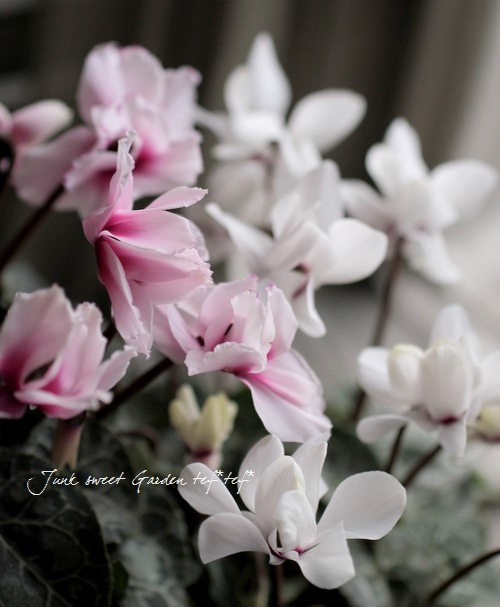 i>Cyclamen persicum</i><BR><BR>八重咲きシクラメン<BR>しだれ咲き