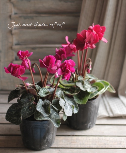 シクラメン i>Cyclamen persicum</i><BR><BR>八重咲きシクラメン<BR>しだれ咲き