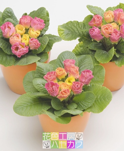 �ץ�ߥ��ࡦ�Х�餭�ʼ�ץ��顦����ꥢ�󡡡إԡ����ե��ޡ������