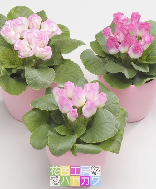 �ץ�ߥ��ࡦ�Х�餭�ʼ���ץ��顦����ꥢ�󡡡إ֥饤����٥��