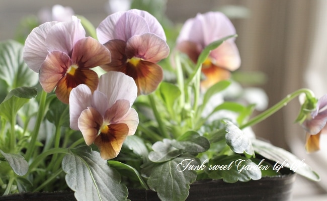 Viola　ビオラ Viola ビオラ ROKA HEARTS 〝月狼〟Getsurou げつろう 2024新品種