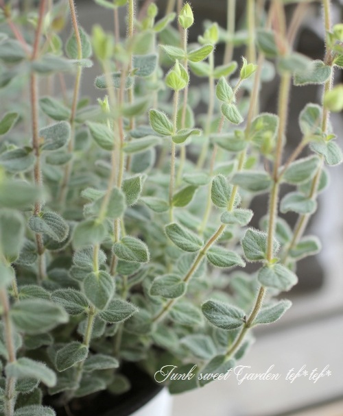 <i>Origanum rotundifolium</i><BR><BR>Ωβ֥쥬<BR>إͥ饤ȡ