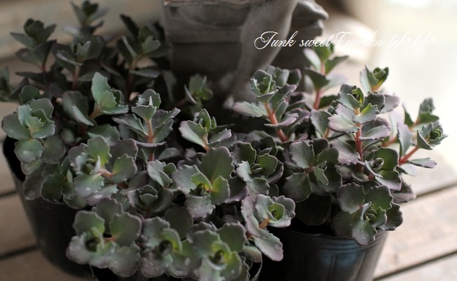 Ƽ�ե����ࡡ�إ��饹�Хߥ��Х��