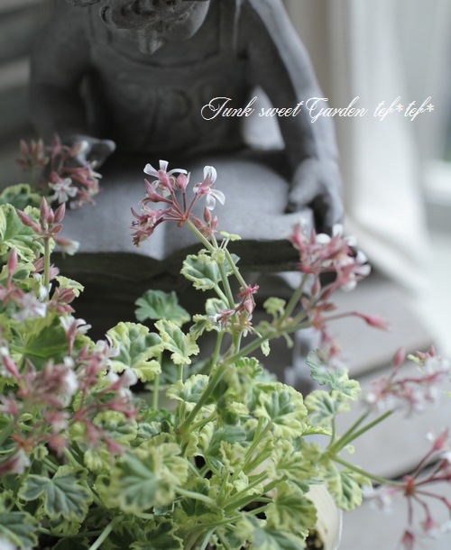 �ʥĥᥰ����˥��ࡡ�إޡ��֥�����