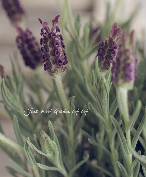 Flench lavender<BR><BR>�ե�����٥����<BR>�إ��祳�졼�ȡ�