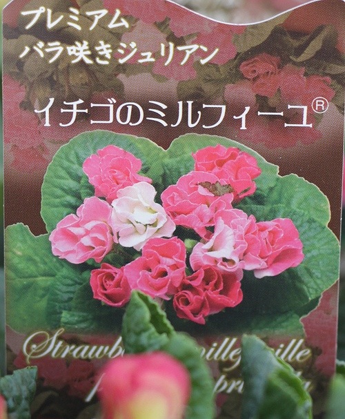 �ץ��顦����ꥢ�󡡡ؤ������Υߥ�ե������