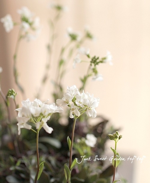 <i>Arabis caucasica</i><BR><BR>�Ѵ������������С�<BR>����ӥ����ץ������ <BR>�إ��꡼���