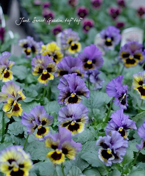 <i>Violawittrockiana </i><BR><BR>եѥ󥸡<BR>եꥺ륷<BR>إ֥롼