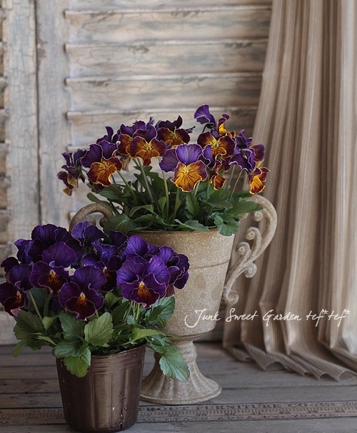 ハナ パルファンブルー&ヴィオレッタ No.11544「FLAVIA〈リミニブルー〉ベース：イタリア」高さ26cm