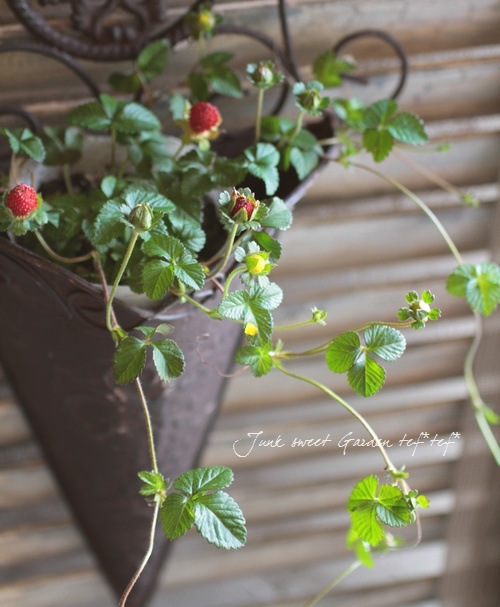 <i>Duchesnea indica</i><BR><BR>�ɥ����ͥ�<BR>�إ���ǥ����󥹥ȥ�٥꡼��