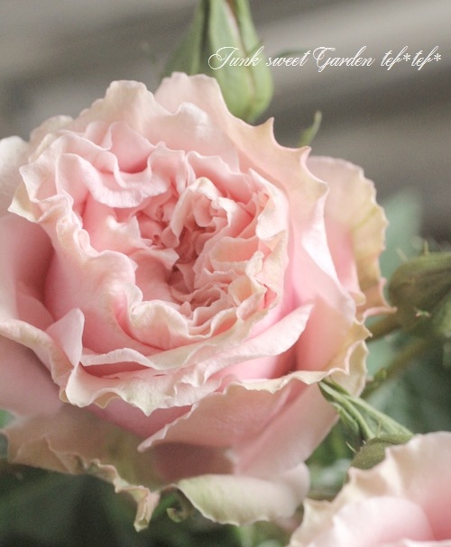 �ߥ˥Х顡�ѥƥ�������������������󡡡إ���ޥ�����������ߡ�