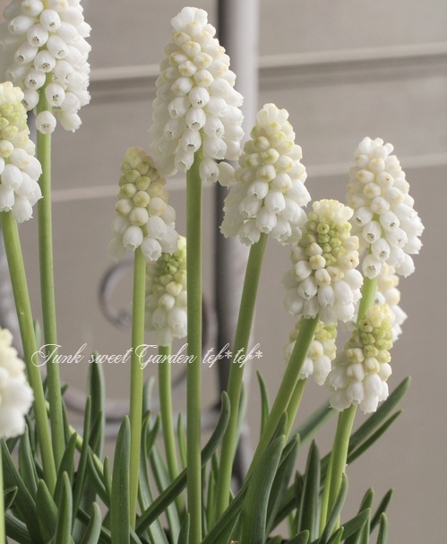 □【球根植物】 ムスカリ 『ホワイトマジック』 | すべての商品