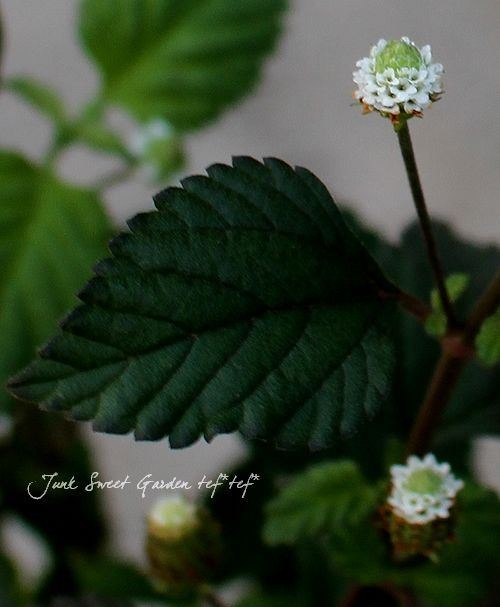 ڥϡ֡ åԥإȥᥭϡ֡