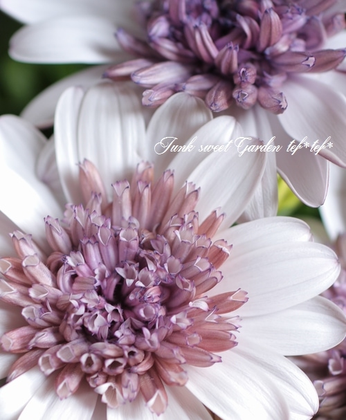 八重咲きオステオスペルマム『ダブルホワイト』 | すべての商品