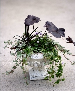 �ڻ��ߡ� �֥�󥷥� ������ɥ�����