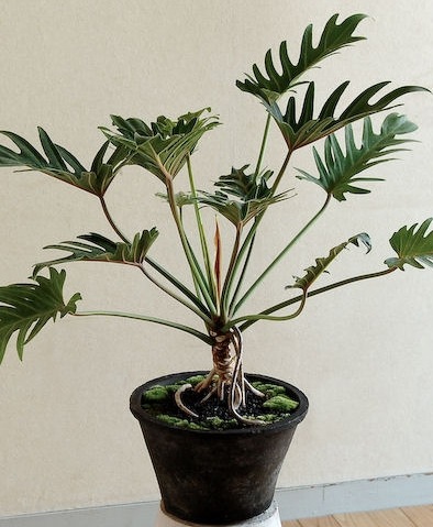 ڻߡۥɡ֥å⥹ݥå 15cm