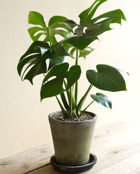 �ڻ��ߡۥ⥹���֥�å����������ݥå� 10cm