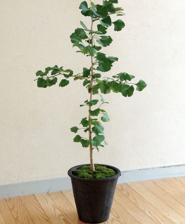 �ڻ��ߡۥ���������ɡ��֥�å��������쥢�ݥå� 30cm