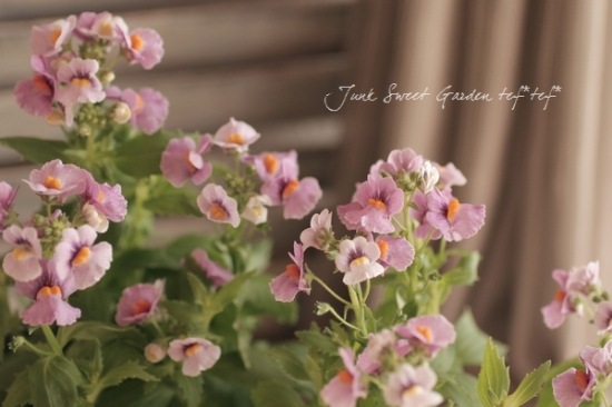 Nemesia caerulea<BR>��Sansashia Cassis��<BR><BR>�ɺ��ͥ᥷��<BR>���󥵥����إ�������