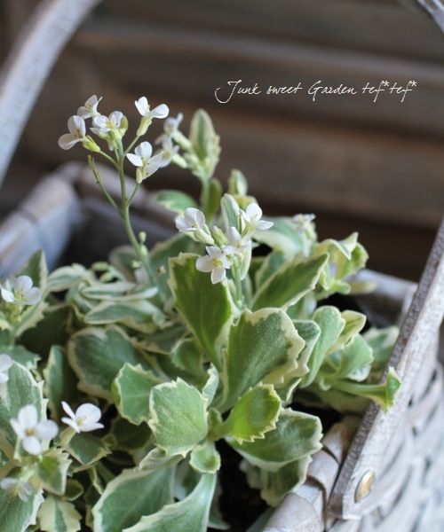 <i>Arabis caucasica</i><BR><BR>�����ꥢ��ӥ�<BR>�إ��꡼���