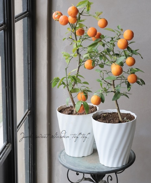 果樹】 レモン 『オレンジミニレモン』 | すべての商品 | | Junk sweet