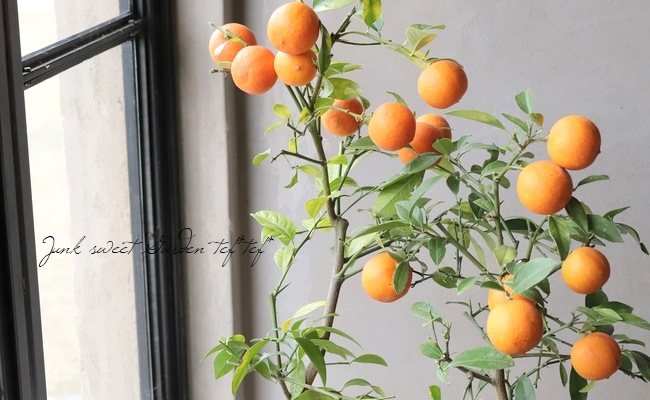 【果樹】 レモン 『オレンジミニレモン』 すべての商品 Junk sweet Garden tef*tef*