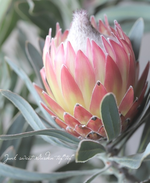 プロテア 『ポッサムマジック』 オーストラリアンプランツ | すべての