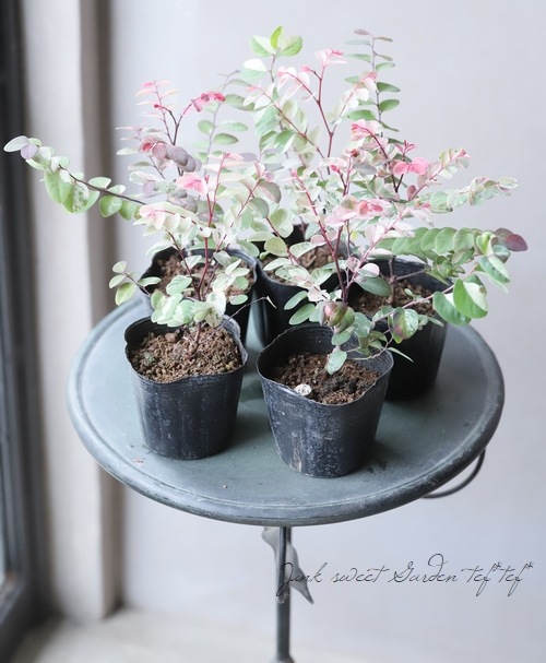 斑入り　ヨウシュコバンノキ　ソコラコ　苗　観葉植物　花卉/園芸 ヨウシュコバンノキ 『ソコラコ』 | すべての商品 | | Junk sweet