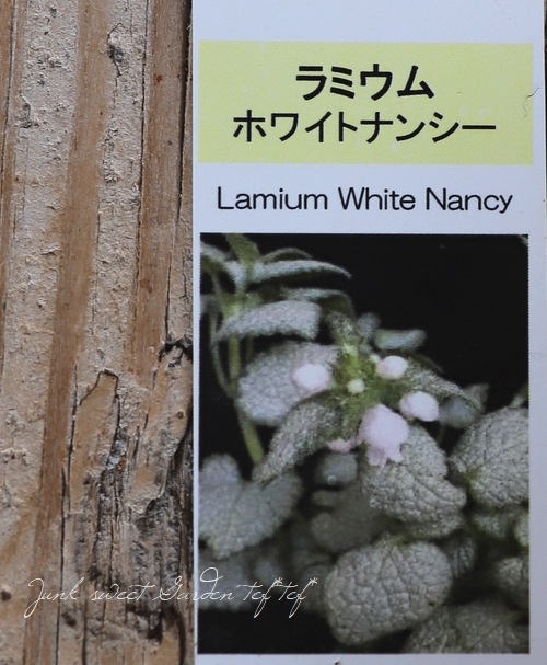 ߥࡡإۥ磻ȥʥ󥷡