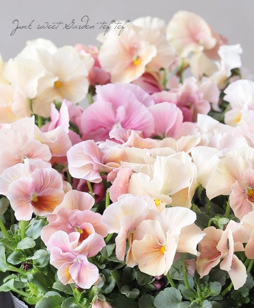 2_000000020350.jpg?1707276696