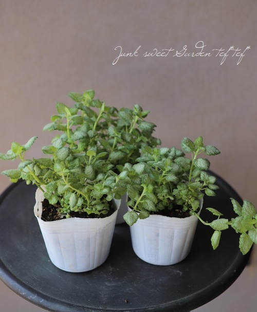 ߥࡡإۥ磻ȥʥ󥷡